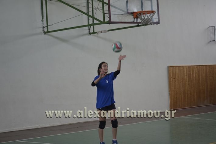 volley _1ogel-kassandra144